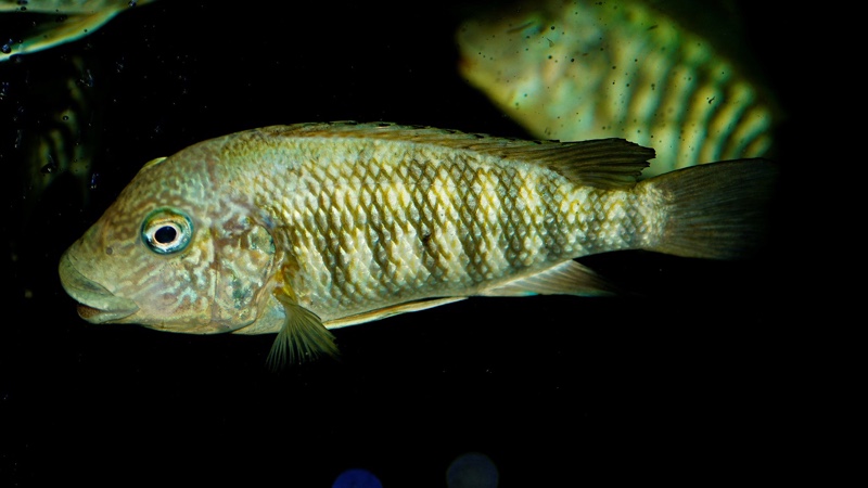 Petrochromis sp. 'texas' Mahale Mountains NP